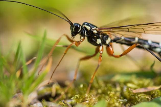 Marco image of an insect Rhyssa persuasoria - Giant Ichneumon - Riesenholzwespen-Schlupfwespe, Germany (Baden-Württemberg), imago Germany Copyright: xAgamix xRalphxMartinx