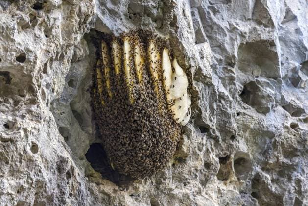Creative Highlights World Bienenvolk, Bienennest an eine Felswand, Blaubeuren, Baden-Württemberg, Deutschland, Europa Bee colony, bee nest on a rock face, Blaubeuren, Baden-Württemberg, Germany, Europe Copyright: imageBROKER ArnulfxHettrich ibxhet11300744.jpg