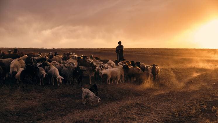 Creative Highlights Symbolfotos A shepherd young man with a stick, shepherds sheep and rams in t Shymkent, Shymkent, Kazakhstan CR_DKFN240904-1532478-01 ,model released, Symbolfoto
