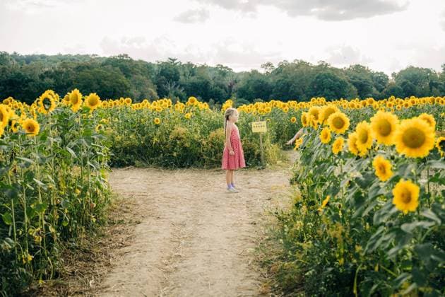 Creative Highlights Symbolfotos Young girl standing in the middle of a sunflower field pathway Ipswich, Massachusetts, United States R_FKNH240925B-1543158-01 ,model released, Symbolfoto
