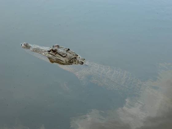 Creative Highlights World Alligator Crocodile Floating In The Swamp Brazos Bend, Texas, United States R_JPND240927-1546728-01
