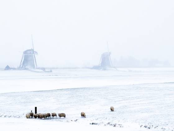 Archivbilder der Woche SPORT KW40 Dutch winter landscape setting with wind mills and sheep Dutch winter landscape setting with wind mills and sheep Leidschendam Polder Zuid Holland Netherlands Copyright: xAgamix xMennoxvanxDuijnx
