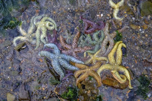 Creative Highlights World Bunte Seesterne (Echinodermata spec.) liegen auf einem nassen Stein am Ufer, umgeben von Algen und Wasser, Hoonah, Alaska, USA, Nordamerika Colourful starfish (Echinodermata spec.) lying on a wet stone on the shore, surrounded by algae and water, Hoonah, Alaska, USA, North America Copyright: imageBROKER MarcusxSiebert ibxmcs11439111.jpg