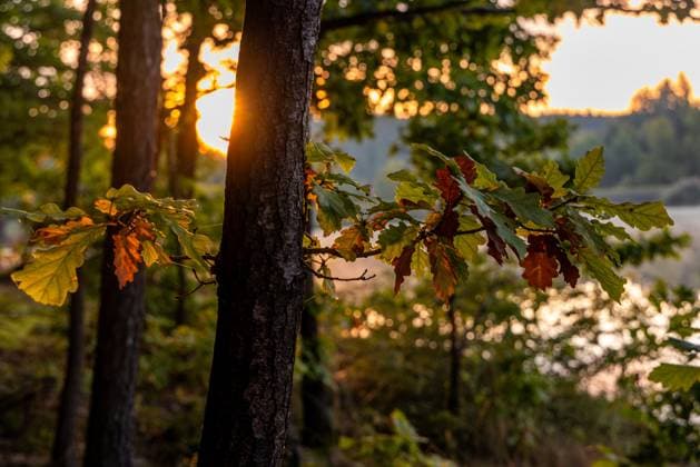 IMAGO Creative, Jahreszeit Herbst auf dem Land Frankenteich bei Straßberg Harz im Selketal Frankenteich bei Straßberg Harz im Selketal Copyright: xZoonar.com DanielxKühnex 22274387