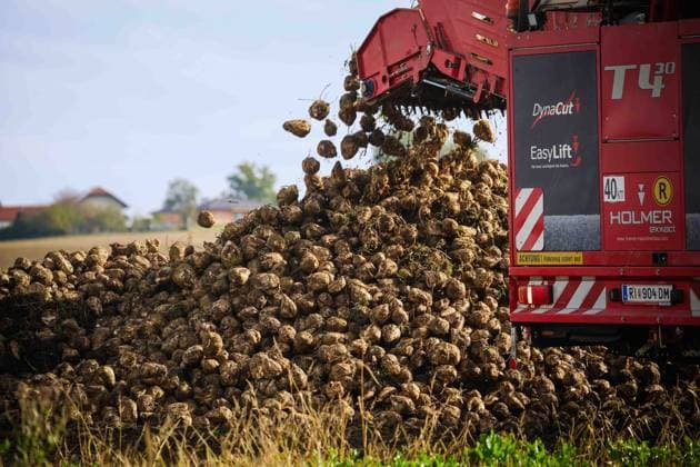 01.10.2024, Ried im Innkreis, AUT, Unterwegs in Oberösterreich, Symbolbild, Themenbild, Verschiedene Themenbilder, Zuckerrüben Ernte, Landwirtschaft, im Bild Ernte, Zuckerrübe, Rüben, Erntemaschine, Feld, Landwirtschaft, Felder, Oktober, Ruebe, Rübe, *** 01 10 2024, Ried im Innkreis, AUT, On the road in Upper Austria, symbol picture, theme picture, various theme pictures, sugar beet harvest, agriculture, in the picture harvest, sugar beet, beet, harvesting machine, field, agriculture, fields, October, beet, turnip,
