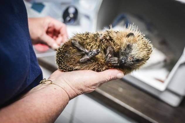 RECORD DATE NOT STATED Haus der Igel in Krefeld ** NUR FÜR REDAKTIONELLE ZWECKE ** EDITORIAL USE ONLY **<p>Ein Igel mit abgemähter Kralle und Wunde an der Nase wird aufgepäppelt im Haus der Igel in Krefeld am Mittwoch, 2. Oktober 2024. Den Igeln geht es immer schlechter. Neben den Gefahren durch Mähroboter und Co. bringt der Klimawandel den Rhythmus der heimischen Wildtiere durcheinander. Besuch bei Haus der Igel in Krefeld. Krefeld Copyright: SvenjaxHanusch *** Haus der Igel in Krefeld FOR EDITORIAL PURPOSES ONLY EDITORIAL USE ONLY p A hedgehog with a mown-off claw and a wound on its nose is nursed back to health at Haus der Igel in Krefeld on Wednesday, October 2, 2024 Hedgehogs are getting worse and worse In addition to the dangers posed by mowin Copyright: SvenjaxHanusch doc7xftiyzw36w1iztpr8px ,EDITORIAL USE ONLY