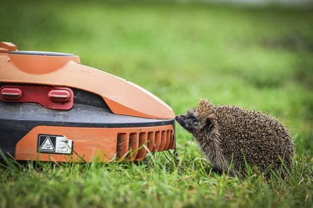 RECORD DATE NOT STATED Haus der Igel in Krefeld ** NUR FÜR REDAKTIONELLE ZWECKE ** EDITORIAL USE ONLY **<p>ein Igel sitzt gegenüber einem Mähroboter vor dem Haus der Igel in Krefeld am Mittwoch, 2. Oktober 2024. Den Igeln geht es immer schlechter. Neben den Gefahren durch Mähroboter und Co. bringt der Klimawandel den Rhythmus der heimischen Wildtiere durcheinander. Besuch bei Haus der Igel in Krefeld. Krefeld Copyright: SvenjaxHanusch *** Haus der Igel in Krefeld FOR EDITORIAL PURPOSES ONLY EDITORIAL USE ONLY p a hedgehog sits opposite a robotic mower in front of the Haus der Igel in Krefeld on Wednesday, October 2, 2024 Hedgehogs are getting worse In addition to the dangers posed by robotic mowers and the like, climate change is upsetting the rhythm Copyright: SvenjaxHanusch doc7xftkl4jk2vanst0fot ,EDITORIAL USE ONLY