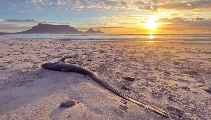 Creative Highlights World Spectacular rare shark with a tail longer than a body found on the beach Story from Jam Press (Strange Shark) Pictured: A previous strange Shark found on the beach found by Alex Aitkenhead. Strange shark with tail longer than body found on beach A strange shark with a tail longer than its body has washed up dead on a popular beach. Wildlife photographer Alex Aitkenhead came across the shark while out jogging one evening. Along with his partner Juanita Aitkenhead, they took several photographs of the dead animal and identified it as a juvenile common thresher shark. Alex told Jam Press: I found the shark on my regular run from Sunset Beach to the Milnerton Lighthouse just before sunset. Despite recognising it as a common threshe  Copyright: xJamxPress AlexxAitkenhead