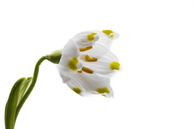 Lenteklokje, Spring Snowflake, Leucojum vernum Spring Snowflake, Leucojum vernum Oldeberkoop Garden Friesland Netherlands Copyright: xAgamix xWilxLeursx