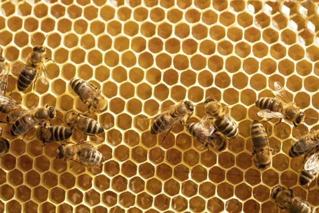 Bienen auf Waben mit Honig in Großaufnahme Bees on honeycombs with honey close-up Copyright: imageBROKER MIKHAILOxPAVLENKO ibxiqx11279458.jpg