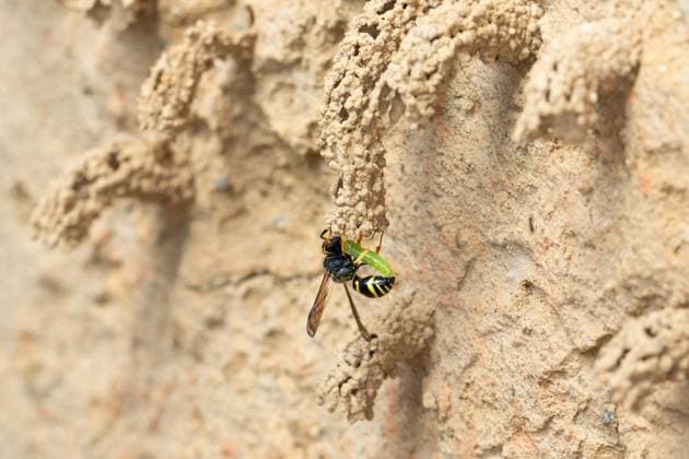 Creative Highlights World Gemeine Schornsteinwespe, Gemeine Schornstein-Wespe (Odynerus spinipes, Oplomerus spinipes), traegt eine erbeutete Ruesselkaeferlarve in ihr Nest, Deutschland Spiny Mason Wasp (Odynerus spinipes, Oplomerus spinipes), carries a captured beetle larva into its nest, Germany BLWS717847 *** Common Chimney wasp, Common Chimney Wasp Odynerus spinipes, oplomerus spinipes , carries a Erbeutete Ruesselkaefer larva in their Nest, Germany Spiny Mason Wasp Odynerus spinipes, oplomerus spinipes , carries a captured Beetle larva into its nest, Germany BLWS717847 Copyright: xblickwinkel F.xHeckerx