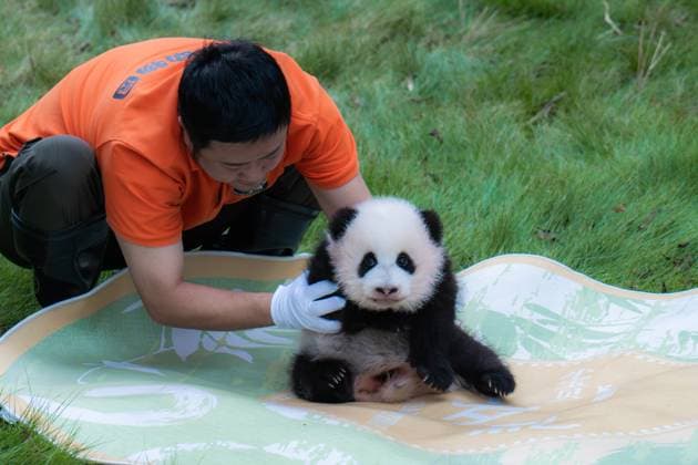 Entertainment Themen der Woche KW40 Entertainment Bilder des Tages China Chongqing Zoo Giant Panda Qisanmei, the youngest giant panda, basks in the sun at Chongqing Zoo in Chongqing, China, on October 4, 2024. Chongqing China  Copyright: xCFOTOx originalFilename: cfoto-chinacho241004_npBgT.jpg