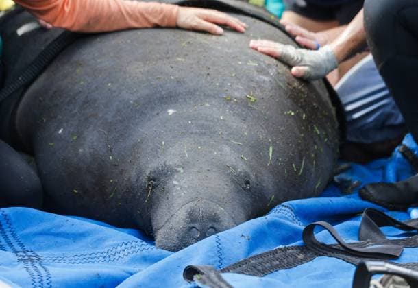 News Themen der Woche KW40 USA, Rettungsaktion für Seekuh in Largo, Florida October 4, 2024, Largo, Florida, USA: The scene as FWC checks the vitals on a manatee that they rescued and pulled to shore after it had become stuck in a pond at Serenity Gardens Memorial Park, 13401 Indian Rocks Rd, on Oct. 4, 2024, in Largo. There were believed to be five manatee in the pond. Largo USA - ZUMAs70_ 20241004_zan_s70_024 Copyright: xDirkxShaddx