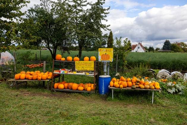 Kürbiszeit im Knoblauchsland Kleiner Kürbisverkaufsstand auf einem Feld im Nürnberger Knoblauchsland. Verschiedene Kürbisse liegen auf Bänken, ein handgeschriebenes Schild informiert über die Bezahlung. Nuernberg Bayern Deutschland *** Pumpkin time in Knoblauchsland Small pumpkin stall in a field in Nurembergs Knoblauchsland Various pumpkins lie on benches, a handwritten sign informs about payment Nuremberg Bavaria Germany 20241005-6V2A8807-M4000