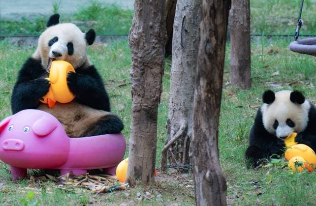 Entertainment Themen der Woche KW40 Entertainment Bilder des Tages Giant Panda Play at Chongqing Zoo CHONGQING, CHINA - OCTOBER 5, 2024 - Giant panda Mang Cancan and his mother Mang Zai play with a small yellow duck and a pigcart at Chongqing Zoo in Chongqing, China, Oct 5, 2024. Chongqing Chongqing China  Copyright: xCFOTOx i1728140591639