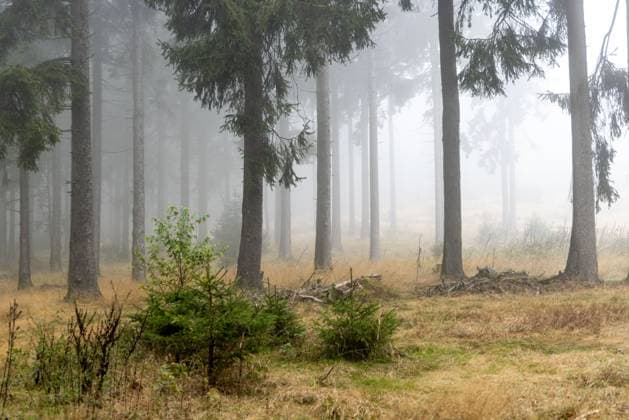 News Themen der Woche KW40 Trübes Herbstwetter Der Wald am Großen Feldberg liegt am Vormittag im Nebel. In der kommenden Woche wird wechselhaftes Wetter mit Regen und Sturm vorhergesagt., Schmitten Hessen Deutschland *** Gloomy autumn weather The forest on the Großer Feldberg is covered in fog in the morning Changeable weather with rain and storms is forecast for the coming week , Schmitten Hessen Germany