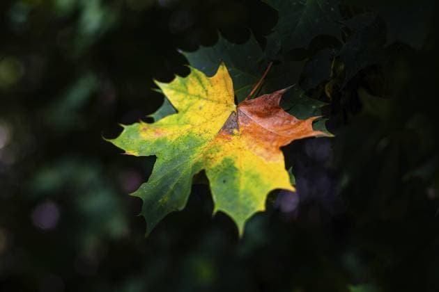 Herbststimmung, bunt gefärbtes Herbstlaub, Leoben, Steiermark, Österreich, Europa Autumn atmosphere, colourful autumn leaves, Leoben, Styria, Austria, Europe Copyright: imageBROKER Karl-HeinzxSchein ibxksc11516990.jpg