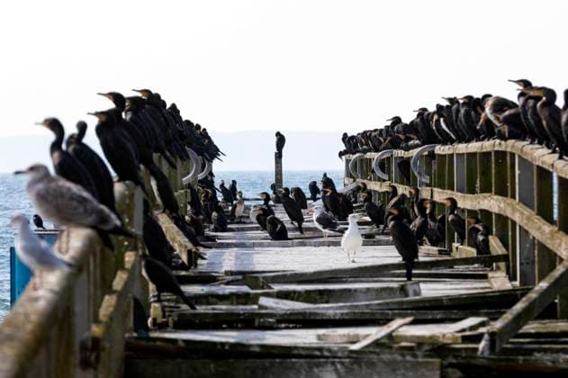 News Themen der Woche KW41 Kormorane auf der Seebrücke Sassnitz auf Rügen an der Ostsee. Wegen baulicher Schäden ist die Seebrück seit 2016 für Besucher gesperrt. Sassnitz, 07.10.2024 *** Cormorants on the Sassnitz pier on the island of Rügen on the Baltic Sea The pier has been closed to visitors since 2016 due to structural damage Sassnitz, 07 10 2024 Foto:xB.xSchubertx xFuturexImagex seebruecke_4011