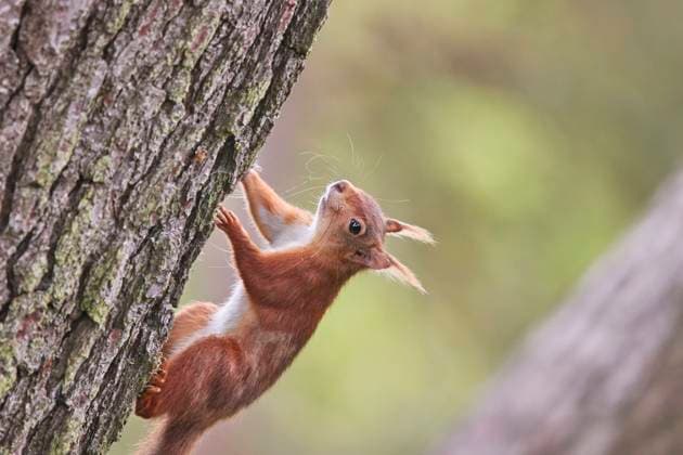 A Red Squirrel (Sciurus vulgaris), in conifer woodland on Brownsea Island, a nature reserve in Poole Harbour, Dorset, England, United Kingdom, Europe Copyright: NigelxHicks 1202-901