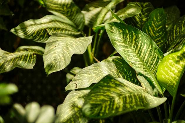 Close-up of vibrant Dieffenbachia leaves displaying their distinctive yellow and green variegated patterns, with soft-focus foliage in the background. Model Released Almuzambrana_ID24114_698530_017 Copyright: xAlmuzambranax RECORD DATE NOT STATED