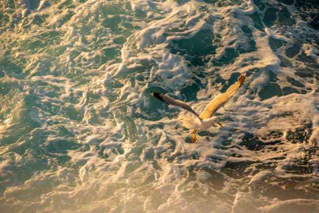 View of seagull from ferry at sunset, Kavala, Dimos Kavalas, Eastern Macedonia and Thrace, Gulf of Thasos, Gulf of Kavala, Greece, Europe Copyright: FrankxFell 844-35939