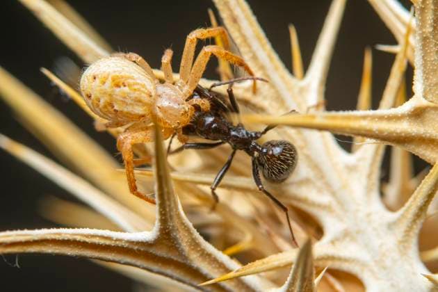 Creative Highlights World A detailed macro image capturing the tense moment an ant confronts a spider among the spikey terrain of a plant. Model Released FranAlfonseca_ID24335_705663_012 Copyright: xFranxAlfonsecax RECORD DATE NOT STATED