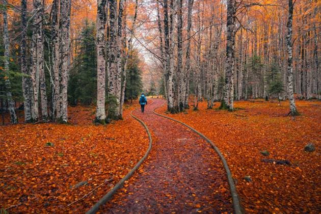 Creative Highlights Symbolfotos MR_ID24074_18505_IrenePerez.jpg, MR_ID24074_18504_JavierMartinez.jpg A lone hiker walks along a winding trail amidst towering birch trees in the Aragonese Pyrenees near Ara River, vividly capturing the essence of autumn with a carpet of fiery orange leaves Model Released JavierMartinez_ID24074_697336_031 Copyright: xJavierxMartinezx RECORD DATE NOT STATED