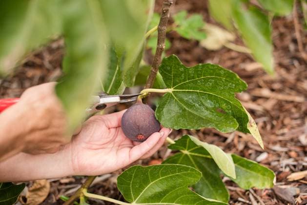 Close up of hands cutting a fig from the tree Napa, California, United States R_HOOX241007-1551440-01 ,model released, Symbolfoto