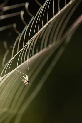 Creative Highlights World Eine kleine Fliege ist in einem Spinnennetz gefangen. Rottweil Baden-Württemberg Deutschland *** A small fly is caught in a spiders web Rottweil Baden Württemberg Germany