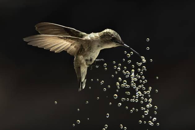 Creative Highlights World Annakolibri (calypte anna) genießt die Tropfen der Wasserfontäne Anna s hummingbird (calypte anna) enjoying the water fountain drops Copyright: imageBROKER AndyxDean ibxdea11529034.jpg