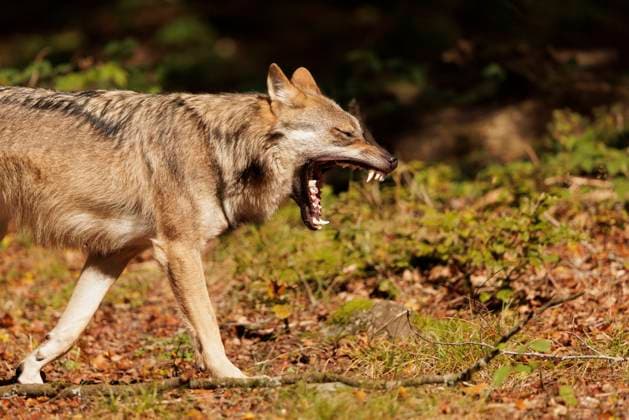 Creative Highlights World Tierwelt, Wolf 2024-09-29, GER, Bayern: Wolf im Nationalpark bayerischer Wald. Der Wolf ist in Deutschland wieder heimisch. Dies wird von vielen kritisch gesehen. Insbesondere Jäger, Landwirte und Forstwirtschaft sehen das Auftreten des Wolfes kritisch und fordern seinen Abschuss und die Herabsetzung des Schutzstatus. Zu den Wolfsbefürwortern zählen Naturschutzorganisationen, Tierschutzorganisationen und ein breiter Teil der deutschen Bevölkerung. Sie fordern den Wolf weiterhin zu schützen und wirtschaftliche Interessen dem Tier- und Artenschutz unterzuordnen. Der positive Einfluss von Prädatoren wie dem Wolf auf unsere Ökosysteme gilt als Wissenschaftlich erwiesen. *** Wildlife, Wolf 2024 09 29, GER, Bavaria Wolf in the Bavarian For