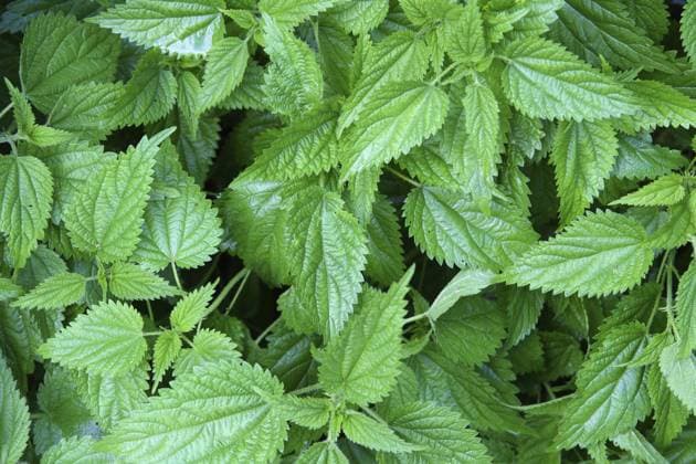 Nasse grüne Brennnesselblätter im Hintergrund Wet green nettle leaves background Copyright: imageBROKER MikhailxKokhanchikov ibxiqx11320292.jpg