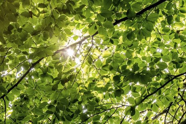Sonnenstrahlen scheinen durch Blätter und Zweige einer Buche, Skulpturenpark, Humlebæk, Niva Bugt, Hovedstaden, Øresundküste, Dänemark, Europa Sunbeams shining through leaves and branches of a beech tree, sculpture park, Humlebæk, Niva Bugt, Hovedstaden, Øresund coast, Denmark, Europe Copyright: imageBROKER OlafxKrüger ibxomk11528950.jpg
