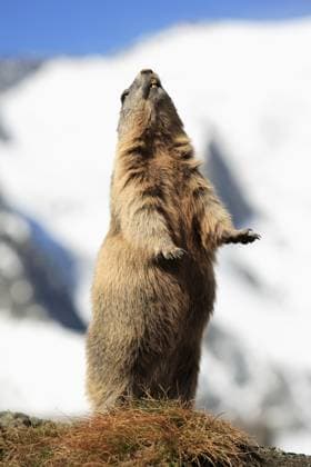 Alpenmurmeltier (Marmota marmota), Adult, rufend, Alarmruf, Großglockner Massiv, Nationalpark Hohe Tauern, Österreich, Alpen, Europa Alpine marmot (Marmota marmota), adult, calling, alarm call, Großglockner massif, Hohe Tauern National Park, Austria, Alps, Europe Copyright: imageBROKER Jürgenx&xChristinexS ibxsox11527003.jpg