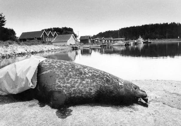 STRÖMSTAD 1988-07-02. En av de tusentals döda sälar som fallit offer för den plötsliga virusepidemin ligger pa Tjärnö brygga i Strömstads skärgard. STRÖMSTAD Sverige x135x *** STRÖMSTAD 1988 07 02 One of the thousands of dead seals that fell victim to the sudden virus epidemic lies on the Tjärnö jetty in the Strömstad archipelago STRÖMSTAD Sweden x135x  Copyright: xUlfxSimonsson DN TTx SÄLDÖDEN