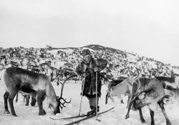 PHOTO DATE UNKNOWN Orig caption LAPPLAND S VOLKSVERMÖGEN Reindeer herder on skis guarding his herd of thousands, which has to search for its meager grass food under the snow Note Skis Bete CD622 sites LAPLAND SWEDEN Sweden sp sw x5600x  Copyright: xx CLEANER