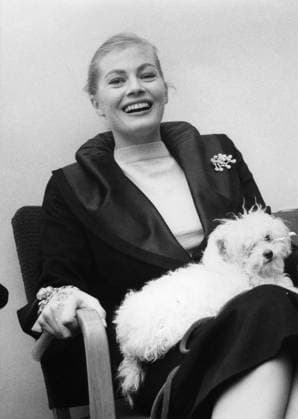 Skadespelerskan Anita Ekberg med hund i knät, Malmö 1955. (c) Ernst Henriksson Sydsvenskan IBL Bildbyra Malmö x2503x *** Injured player Anita Ekberg with dog in her lap, Malmö 1955 c Ernst Henriksson Sydsvenskan IBL Bildbyra Malmö x2503x  Copyright: xErnstxHenrikssonxx xSydsvenskanx IBLxBildbyrax