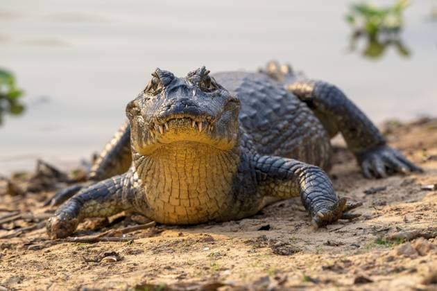 Creative Highlights World Kaiman (Caimaninae), Alligator (Alligatoridae), Krokodil (Crocodylia), Frontansicht, Nahaufnahme, Pantanal, Binnenland, Feuchtgebiet, UNESCO Biosphärenreservat, Weltnaturerbe, Feuchtbiotop, Mato Grosso, Brasilien, Südamerika Caiman (Caimaninae), Crocodile (Alligatoridae), crocodile (Crocodylia), front view, close-up, Pantanal, inland, wetland, UNESCO Biosphere Reserve, World Heritage Site, wetland biotope, Mato Grosso, Brazil, South America Copyright: imageBROKER ErichxSchmidt ibxeri11526127.jpg