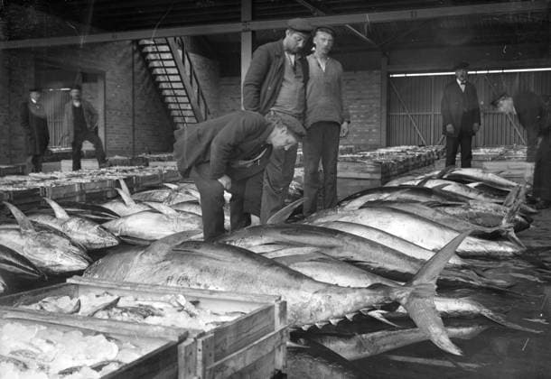 Göteborg - 1915-06-01 - Tonfiskar i Fiskhamnen *** Local Caption *** 1915 - 2073 KAMERAREPORTAGE x2524x *** Gothenburg 1915 06 01 Tuna in the Fish Harbor Local Caption 1915 2073 CAMERAREPORTAGE x2524x  Copyright: xKamerareportage TTx