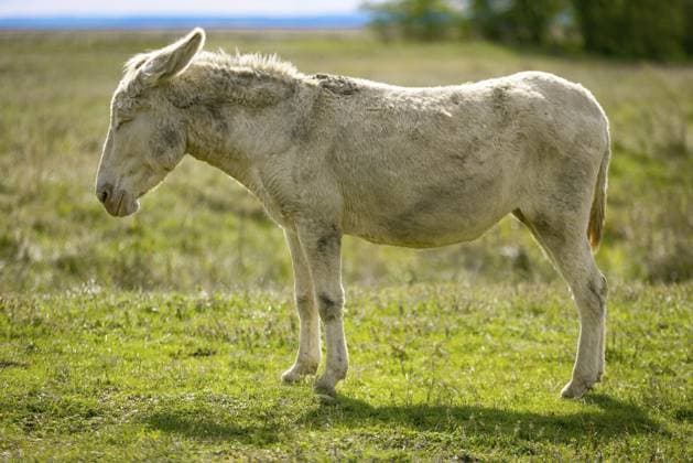 Ein einzelner weißer Esel, Barockesel, steht aufrecht auf einer grünen Wiese bei Tageslicht, Nationalpark Neusiedler See, Burgenland, Österreich, Europa A single white donkey, baroque donkey, standing upright on a green meadow in daylight, Lake Neusiedl National Park, Burgenland, Austria, Europe Copyright: imageBROKER LucasxSeebacher ibxlse11546062.jpg