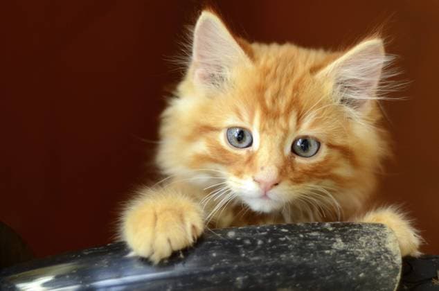 Nettes flauschiges Ingwer Kätzchen mit Kopierraum Cute Fluffy Ginger Kitten With Copy Space Copyright: imageBROKER Picasa ibxiqx11417721.jpg