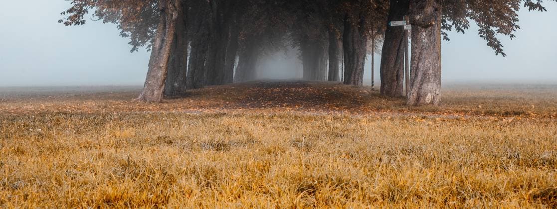 IMAGO Creative, Jahreszeit Herbst auf dem Land Nature landscapes in mystical mood misty chestnut avenue in autumnal colors