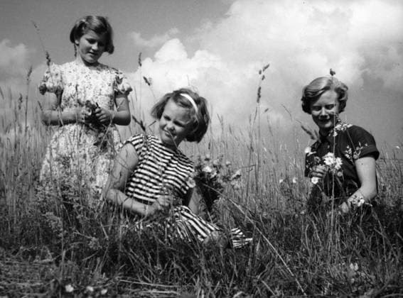 Unga tjejer flickor plockar midsommarblomster blommor inför midsommar pa äng juni 1950. Sverige 1950-tal högtider sp_sw x2503x *** Young girls girls picking midsummer flowers flowers for midsummer in the meadow June 1950 Sweden 1950s holidays sp sw x2503x  Copyright: xSydsvenskanx xIBLxBildbyrax