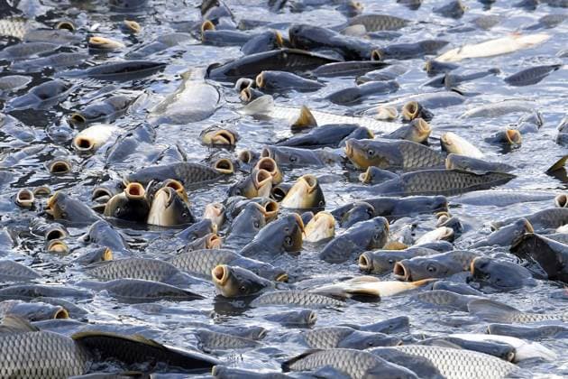 Bilder des Jahres 2024, News 10 Oktober News Themen der Woche KW42 News Bilder des Tages October 14, 2024, Brezina, Czech Republic: Fishermen pulling fish from a pond during the traditional carp haul in the Zabakor Pond in Brezina, Czech Republic. The carp haul takes place once a year in the autumn. In the Czech Republic, it is a traditional method of fishing. Carps are kept alive until they can be sold 3-4 days before Christmas on December 24th. Carp is a traditional and popular Christmas meal. Zabakor Pond, with an area of 45 hectares, is the largest pond in the Protected Landscape Area of Bohemian Paradise. Brezina Czech Republic - ZUMAr156 20241014_aap_r156_002 Copyright: xSlavekxRutax