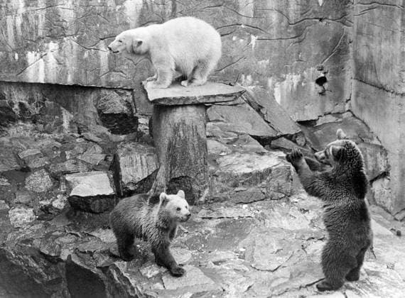 STOCKHOLM 1939-10-01. Isbjörnen Snövit klättrar tillsammans med de tva nya brunbjörnsungarna pa Skansen. Stockholm Sverige x12014x *** STOCKHOLM 1939 10 01 Snow White the polar bear climbs with the two new brown bear cubs at Skansen Stockholm Sweden x12014x  Copyright: xSvD TTx BJÖRNAR PA SKANSEN