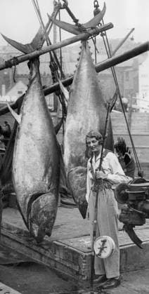 Orig. caption... SOCIETY WOMAN AS BIG GAME ANGLER. CATCHES FISH SIX TIMES HER OWN WEIGHT. Lady Broughton, the intrepid big game hunter and angler, yesterday captured two big Tunny, of over 600lbs each. She made the catch about 85 miles NNE of Scarborough coast, while aboard the trawler the Silver Line, with Colonel Ashton, of Mowbray Hall, who also bagged two smaller ones. This is a record bag for one boat this season. Lady Broughton herself only weighs 90 lbs so that her catch is all the more remarkable. O.P.S. Lady Broughton in her fishing clothes with her rod anline, and the two giant tunny she captured. Note Sea Fishing Comparisons Sizes Tuna Sport Fishing CD131 sites: UNITED KINGDOM sp_sw x5600x *** Orig caption SOCIETY WOMAN AS BIG  Copyright: xXxXxXx BIG CATCH