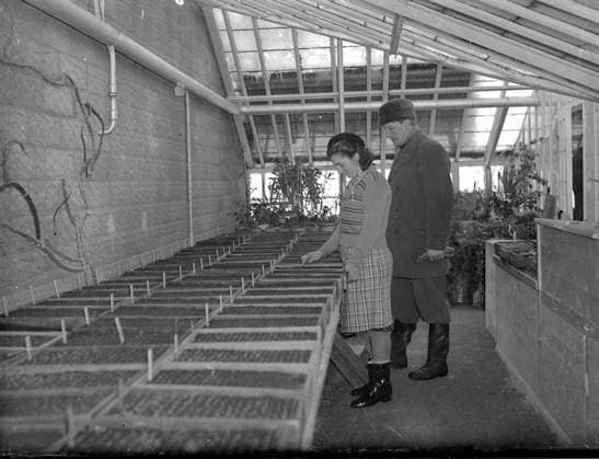 GÖTEBORG 1947-03-08. Man och kvinna tittar pa odlingar i drivbänkar i ett växthus. *** Local Caption *** GT Lada Krep 2012-01 GÖTEBORG SVERIGE x2524x *** GÖTEBORG 1947 03 08 Man and woman looking at crops in greenhouses Local Caption GT Lada Krep 2012 01 GÖTEBORG SWEDEN x2524x  Copyright: xKamerareportage TTx MÄNNISKOR I VÄXTHUS