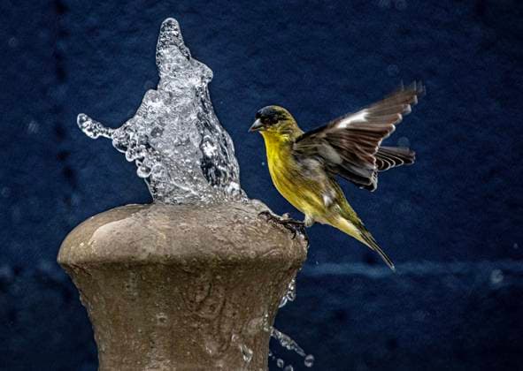 Bilder des Jahres 2024, Entertainment 10 Oktober Entertainment Themen der Woche KW42 Entertainment Bilder des Tages October 15, 2024, Placentia, California, USA: A Lesser goldfinch approaches a garden fountain for a drink. Mild temperatures in Orange County, California, are giving home garden plants a chance to recover and thrive. Placentia USA - ZUMAc900 20241015_zap_c900_005 Copyright: xBrucexChambersx