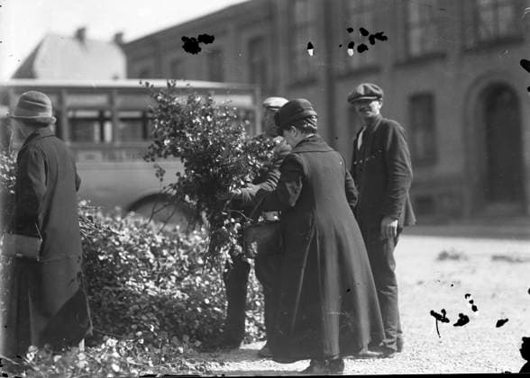 Göteborg 1926-06-23 - Lövmarknad pa Hvitfeldstplatsen Midsommar - *** Local Caption *** GT Lada Krep 2013-06 KAMERAREPORTAGE x2524x *** Gothenburg 1926 06 23 Leaf market at Hvitfeldstplatsen Midsummer Local Caption GT Lada Krep 2013 06 KAMERAREPORTAGE x2524x  Copyright: xKamerareportage TTx