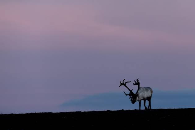 Creative Highlights World Reindeer At Nordkapp A reindeer stands on rocky terrain at sunset in Nordkapp, Norway, on September 27, 2024. Nordkapp, the northernmost point of mainland Europe, is known for its arctic wildlife, including reindeer, and its remote, dramatic landscapes, attracting visitors from around the world. Nordkapp Norway  Copyright: xManuelxRomanox originalFilename: romano-reindeer240927_npCR9.jpg